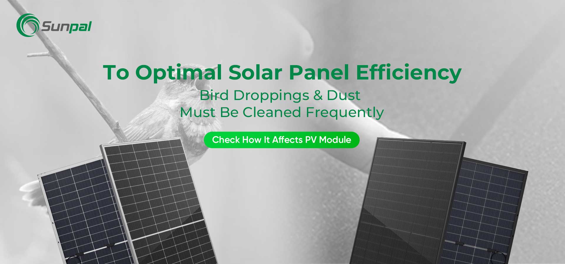 Poeira e excrementos de pássaros: limpeza para desempenho ideal do painel solar